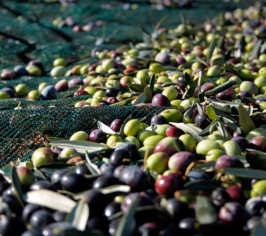 olio extravergine di oliva