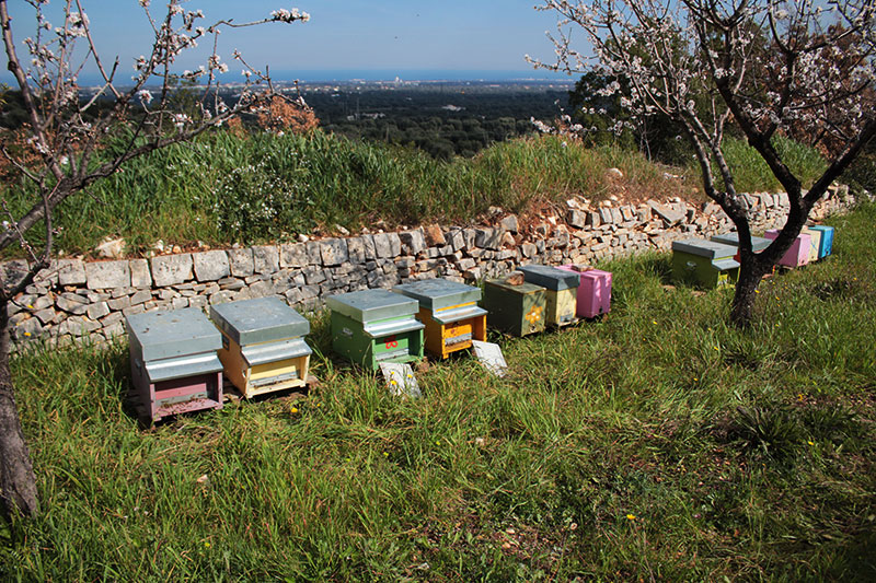 azienda agricola Mezzaria