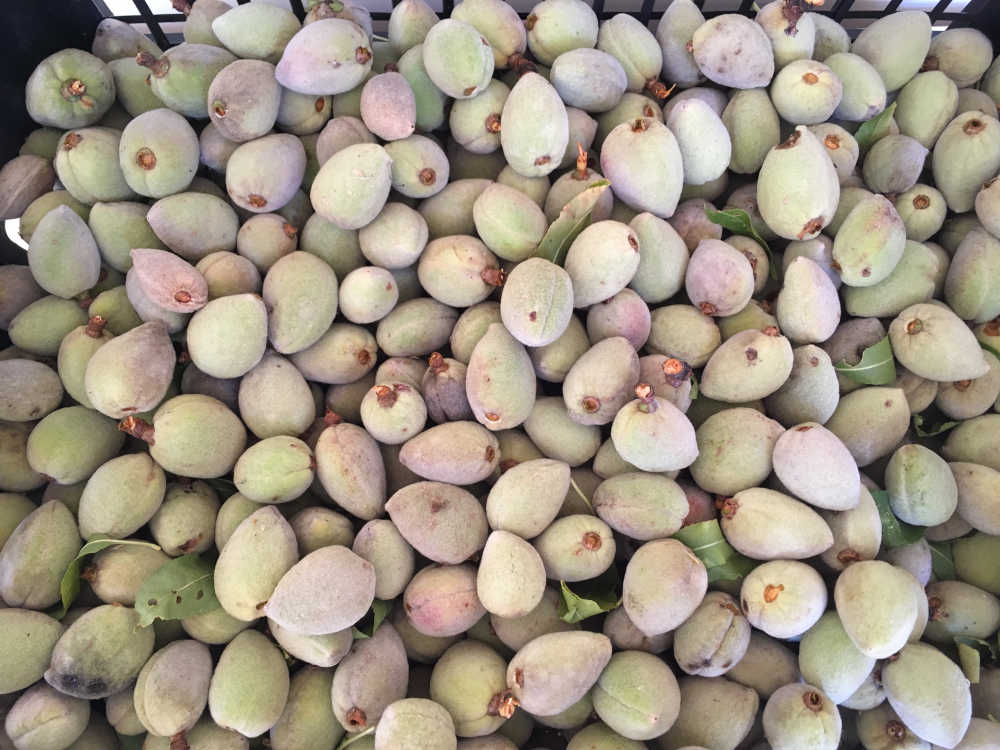 Mandorle verdi pugliesi - Mezzaria