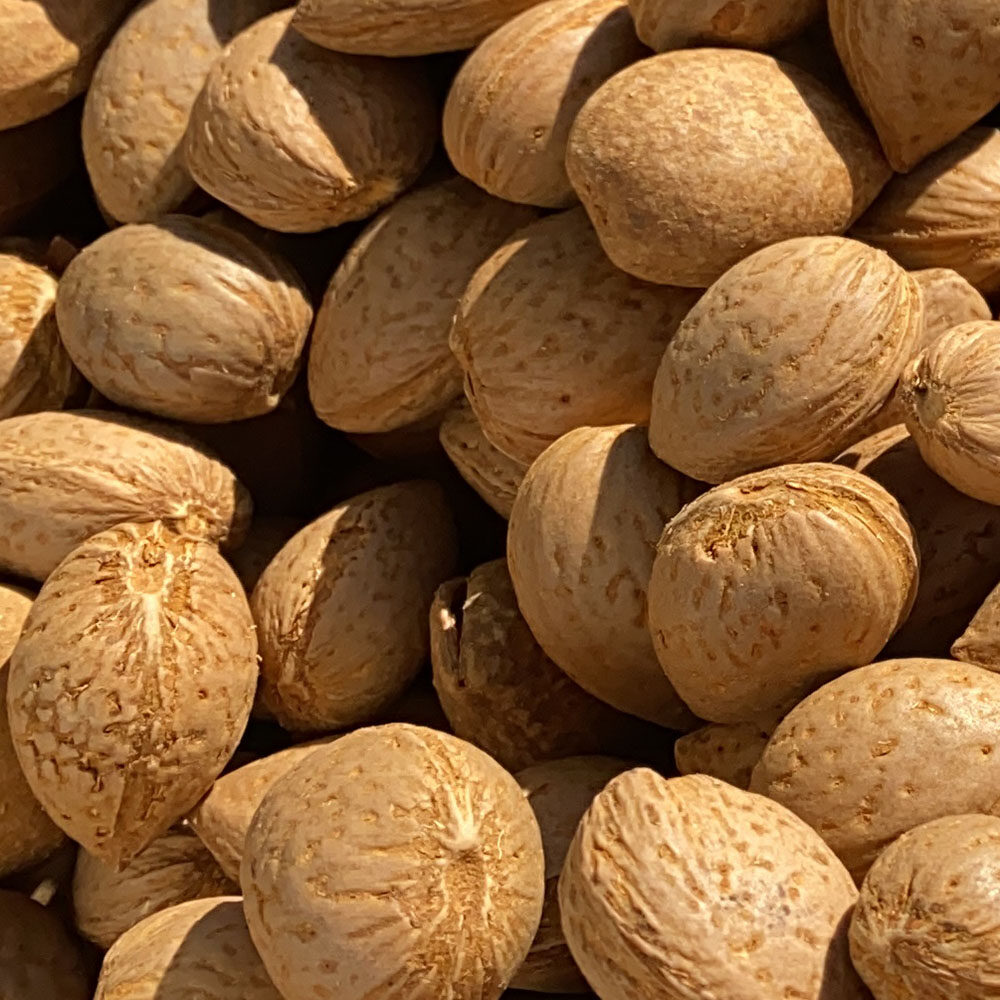 Mandorle con guscio - 1 kg