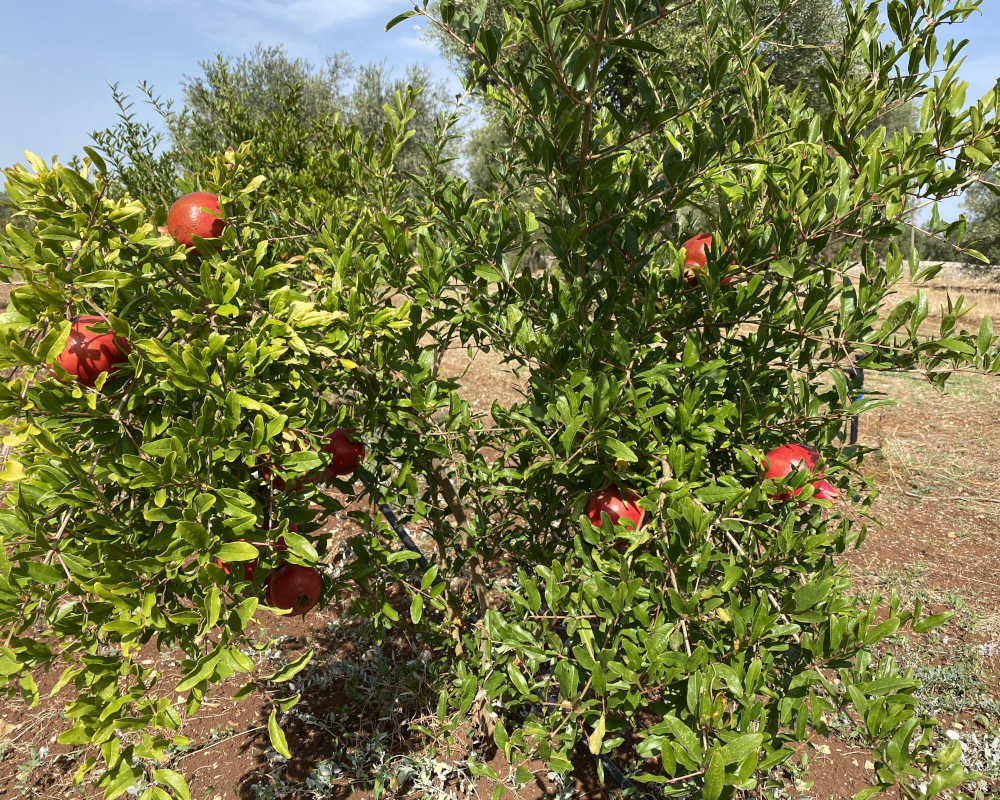Melograni tra gli ulivi - Compra online - Mezzaria Fasano Puglia