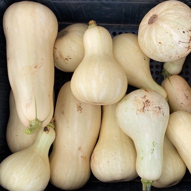 zucca butternut liscia