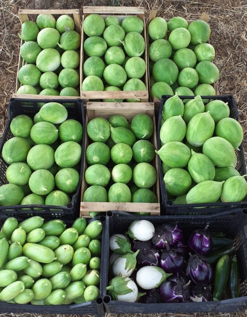 Ortaggi e verdure biologici